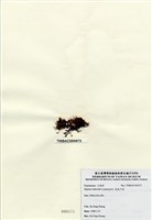 藏品(長枝沙菜)的圖片